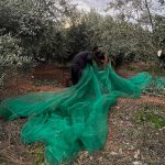 La Cooperativa da respaldo a sus socios en un buen año para la recolección de la oliva