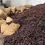 ¡¡Empieza a recolectar la algarroba!!