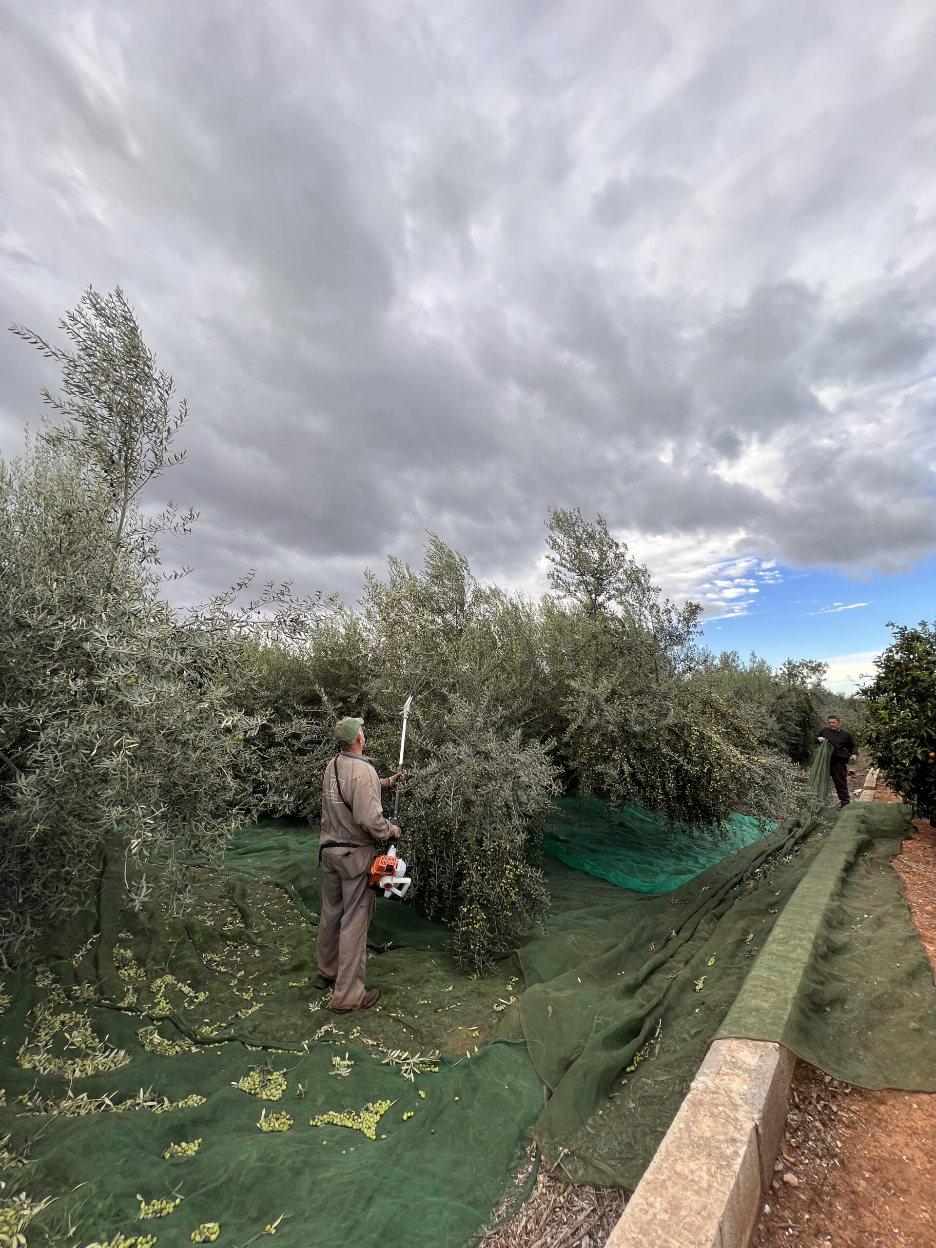 Escasez de aceitunas para la campaña de este año