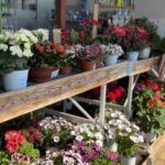La primavera llega a la Cooperativa San Isidro
